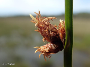 Scirpe piquant, Souchet piquant © H. TINGUY