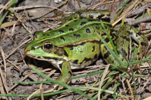 Grenouille verte (La), Grenouille commune © F. Serre Collet