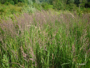 Calamagrostide épigéios, Roseau des bois © P. Gourdain