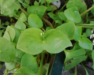 Claytonie perfoliée, Claytonia perfoliée © O. Roquinarc'h