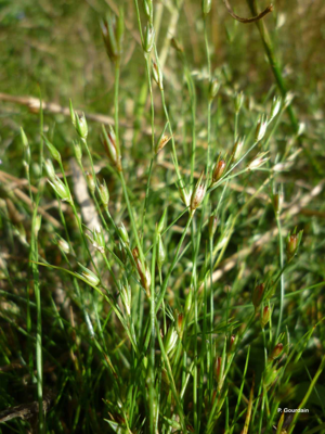Jonc des crapauds © P. Gourdain