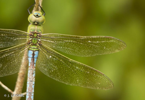Anax empereur (L') © J. LAIGNEL