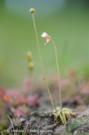 Grassette du Portugal © E. SANSAULT - ANEPE Caudalis