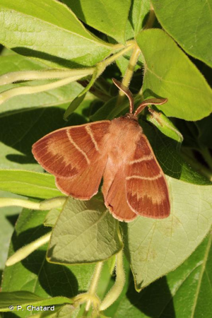 Bombyx de la Ronce (Le), Polyphage (La) © P. Chatard