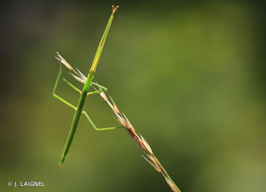 Phasme gaulois © J. LAIGNEL