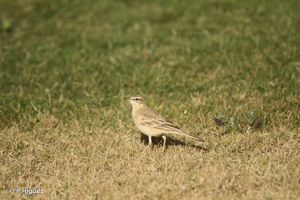 Pipit rousseline © F. Jiguet