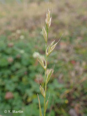 Ivraie multiflore, Ray-grass d'Italie © 