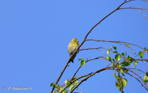 Serin cini © O. Roquinarc'h