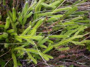 Lycopode en massue, Éguaire © P. Gourdain