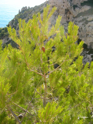 Pin blanc de Provence, Pin d'Alep, Pin blanc © P. Gourdain