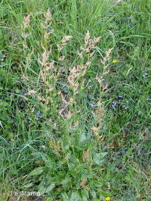 Oseille des prés, Rumex oseille © 