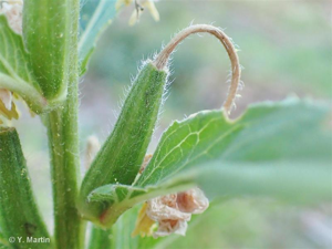 Onagre bisannuelle © 