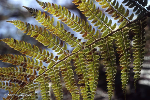 Polystic à frondes soyeuses, Fougère des fleuristes, Aspidium à cils raides © Michel Garnier