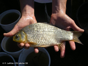 Carassin commun © F. Lafitte / FD pêche 33