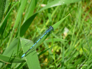 Agrion jouvencelle © P. Gourdain