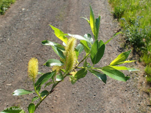 Saule à cinq étamines, Saule odorant © 