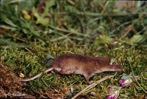 Musaraigne couronnée © D. Sirugue