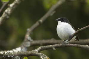 Gobemouche noir © J. LAIGNEL