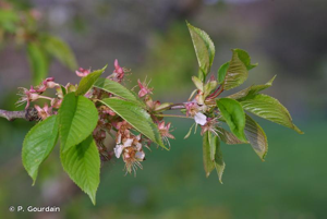 Merisier vrai, Cerisier des bois © P. Gourdain
