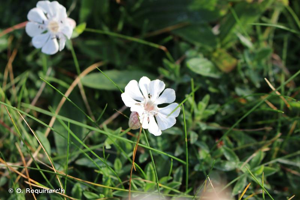 Silène à une seule fleur, Silène de Bastard © O. Roquinarc'h