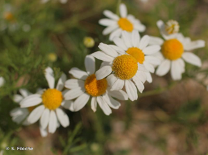 Matricaire Camomille © S. Filoche