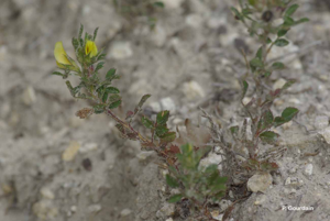 Bugrane naine, Ononis de Colonna, Ononis grêle, Bugrane de Colonna © P. Gourdain