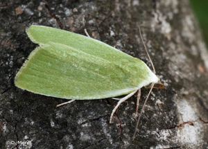 Halias du Saule (La) © D. Morel