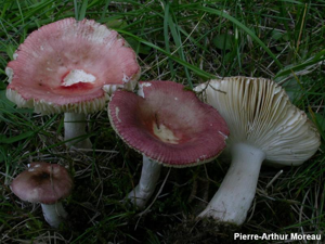 Russule brillante des bouleaux © PA. Moreau