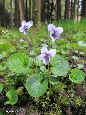Violette des marais © H. TINGUY