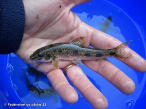 Goujon © Fédération de pêche 33