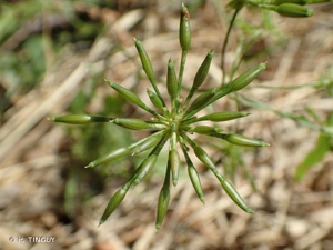 Chérophylle penché, Couquet © H. TINGUY