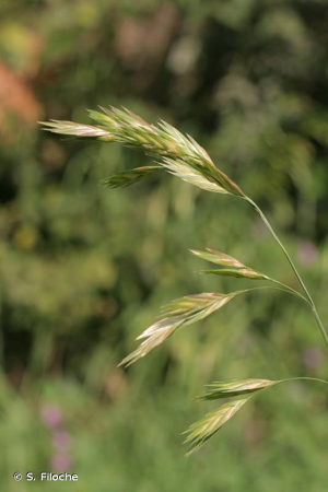 Brome faux Uniola, Brome purgatif © S. Filoche