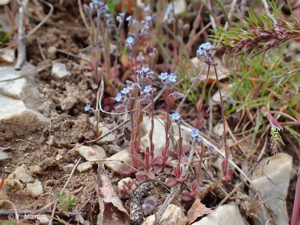 Myosotis rameux © 