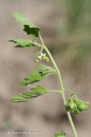 Morelle à feuilles de coqueret © R. Dupré MNHN/CBNBP