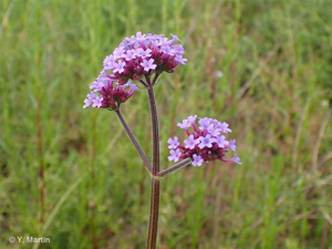 Verveine © 