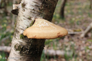 Polypore du bouleau © O. Roquinarc'h