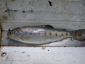 Truite arc-en-ciel © Fédération de pêche 33
