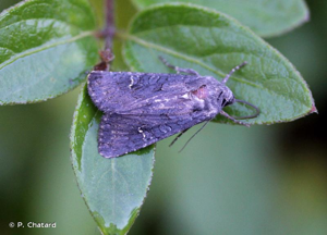 Noctuelle anthracite (La) © P. Chatard