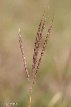 Barbon pied-de-poule, Bothriochloa Ischème © S. Filoche