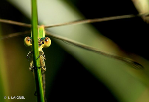 Leste sauvage © J. LAIGNEL