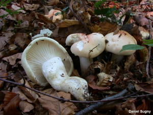 Hygrophore des poètes © D. Sugny