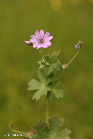 Géranium des Pyrénées © S. Filoche
