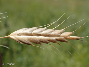 Brome faux-seigle, Brome Seigle © H. TINGUY