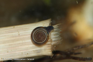 Planorbe ombiliquée © V. Prié - Association Caracol