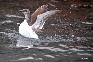 Guillemot de Troïl © J.P. Siblet