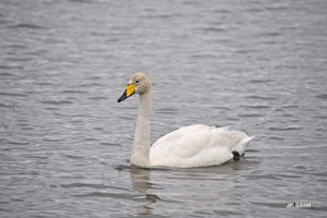 Cygne chanteur © J.P. Siblet