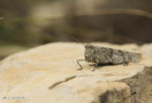 Oedipode aigue-marine, Criquet à ailes bleues, Oedipode Azurée © J. LAIGNEL
