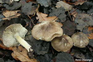 Tricholome prétentieux, Petit-gris jaune © R. Chalange