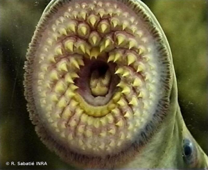 Lamproie marine © R. Sabatié INRA