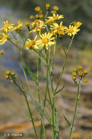 Séneçon des marais © S. Filoche